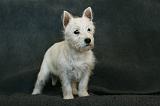 5. Westie Quatre mois 002